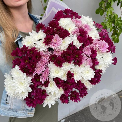 Букет из 31 бордовой, розовой, белой кустовой хризантемы в магазине Цветы Планеты