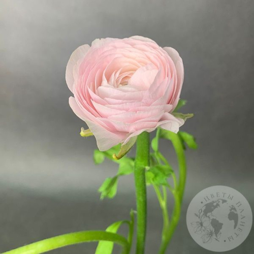 Ранункулюс Ханой в магазине Цветы Планеты