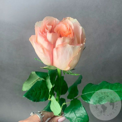 Пионовидная роза кремовая 40 см. в магазине Цветы Планеты