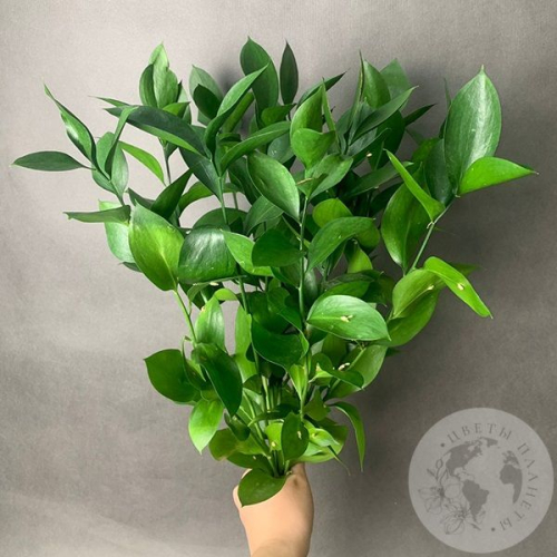 Рускус 9 шт. в магазине Цветы Планеты