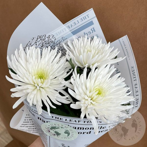 3 хризантемы белых