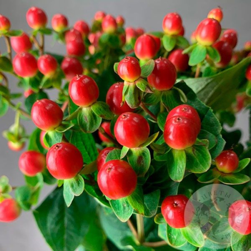 Гиперикум красный 7 шт. в магазине Цветы Планеты