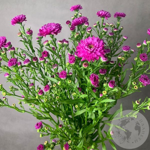 Астер розовый 9 шт. в магазине Цветы Планеты