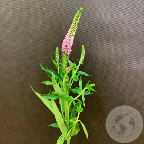 Вероника розовая в магазине Цветы Планеты