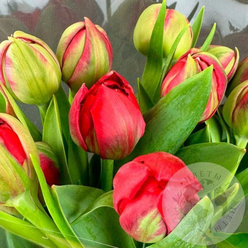 11 красных пионовидных тюльпанов в магазине Цветы Планеты