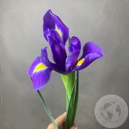Ирис синий в магазине Цветы Планеты