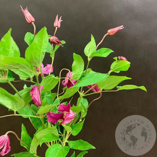 Клематис 3 шт. в магазине Цветы Планеты