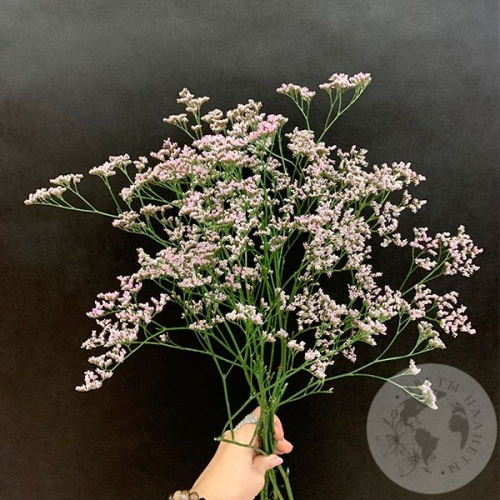 Лимониум розовый 5 шт. в магазине Цветы Планеты