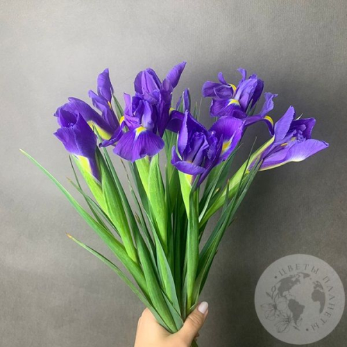 9 синих ирисов в магазине Цветы Планеты