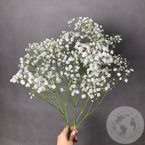 Гипсофила белая 3 шт.