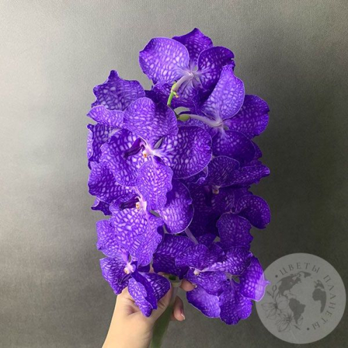 Орхидея Ванда