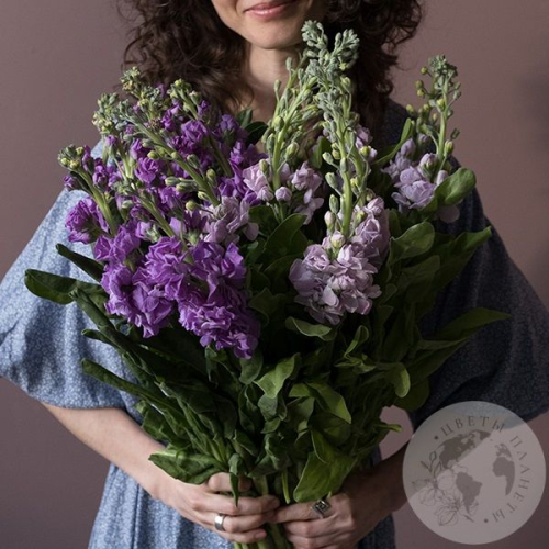 Маттиола микс 15 шт. в магазине Цветы Планеты