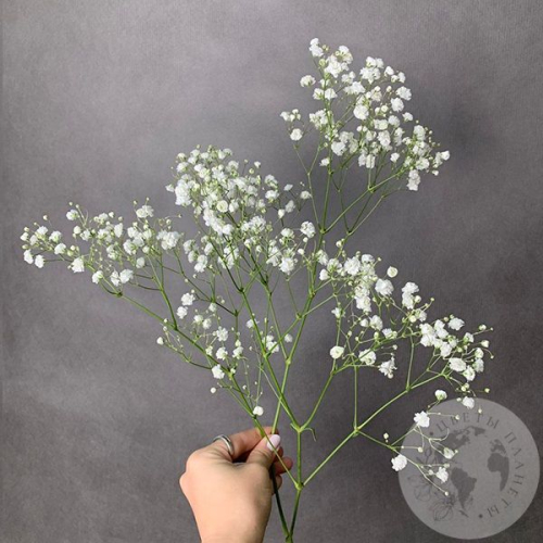 Гипсофила белая в магазине Цветы Планеты