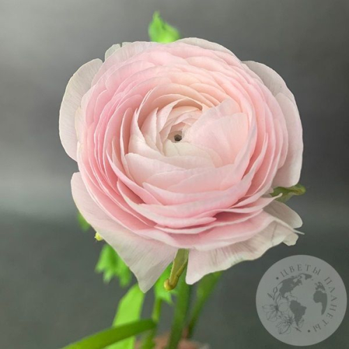 Ранункулюс Ханой в магазине Цветы Планеты