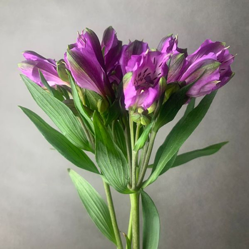3 альстромерии фиолетовых