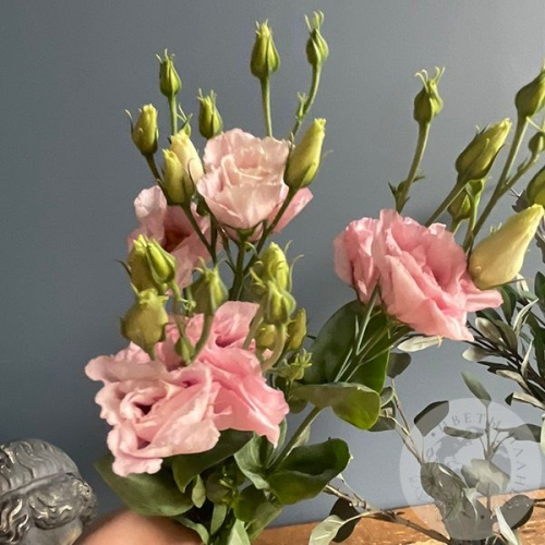 Эустома розовая