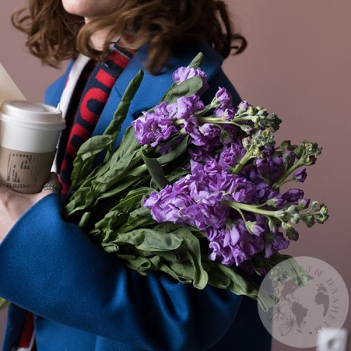 Маттиола сиреневая 9 шт. в магазине Цветы Планеты