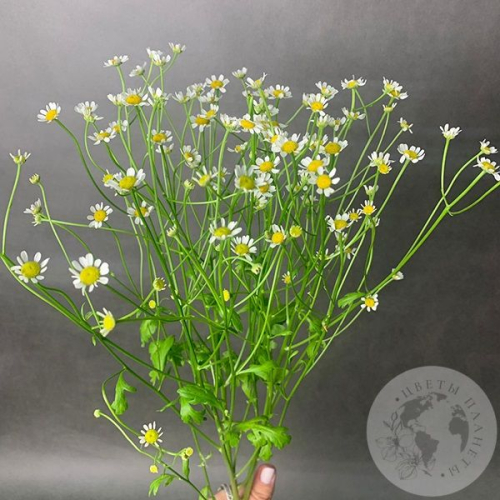 Танацетум 3 шт.