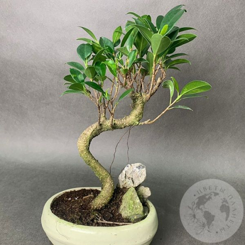 Комнатное растение "Бонсай"