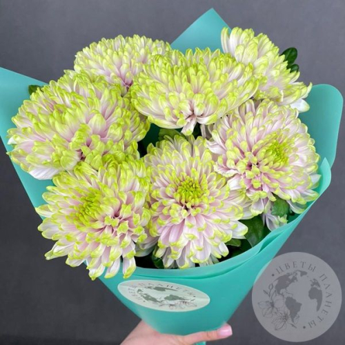 7 хризантем зеленых
