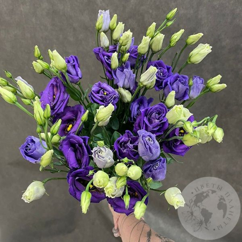 Эустома фиолетовая 5 шт.