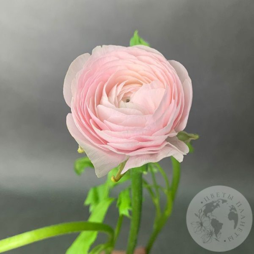 Ранункулюс Ханой в магазине Цветы Планеты