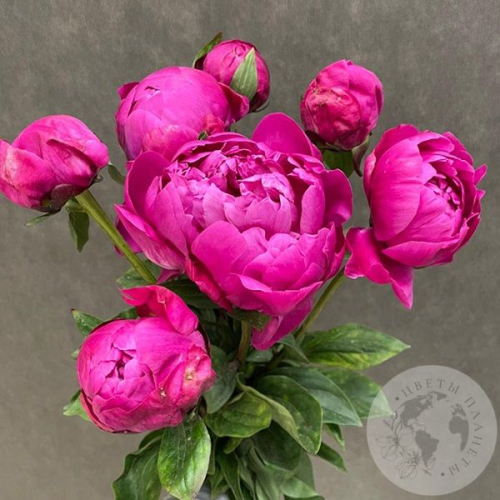 7 пионов розовых в магазине Цветы Планеты