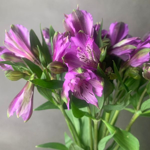 9 Альстромерий фиолетовых
