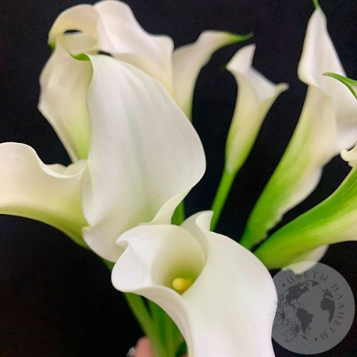 Каллы белые 9 шт.