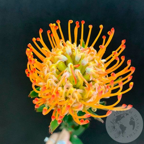 Леукоспермум оранжевый в магазине Цветы Планеты