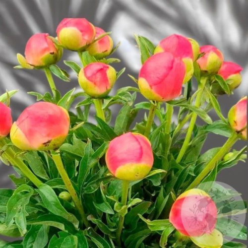 11 пионов в магазине Цветы Планеты