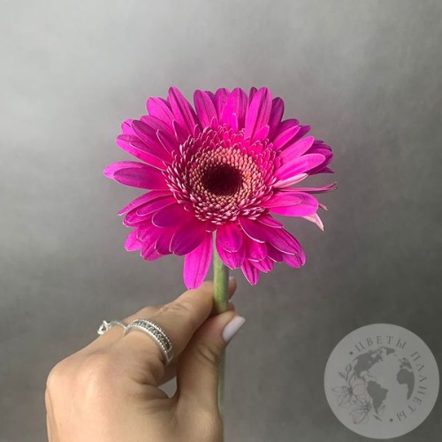 Гербера мини розовая