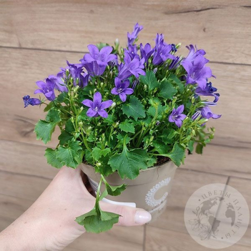 Кампанула фиолетовая в магазине Цветы Планеты