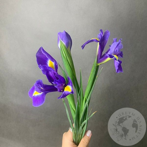 3 синих ириса в магазине Цветы Планеты