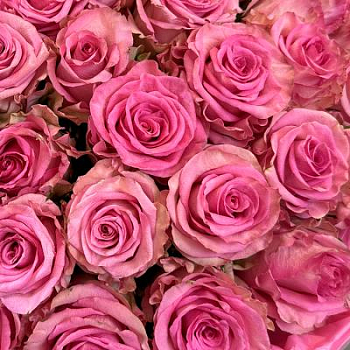 Букет розовых роз Эквадор 101 шт. 70 см.