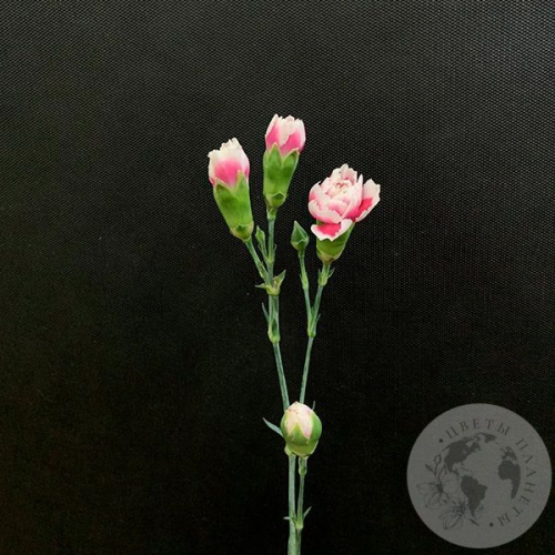 Гвоздика кустовая бело-розовая