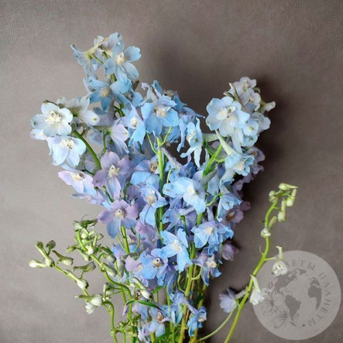 Дельфиниум 5 шт. в магазине Цветы Планеты