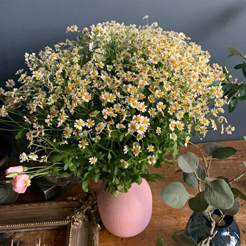 Танацетум 35 шт.