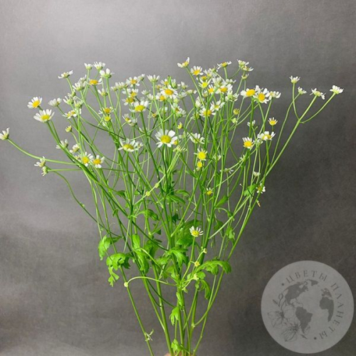 Танацетум 3 шт.