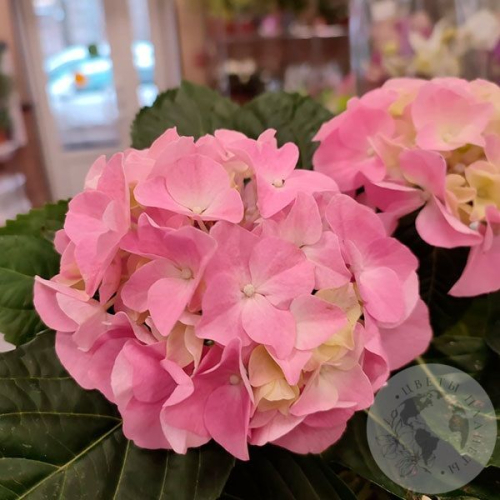 Гортензия домашняя в магазине Цветы Планеты