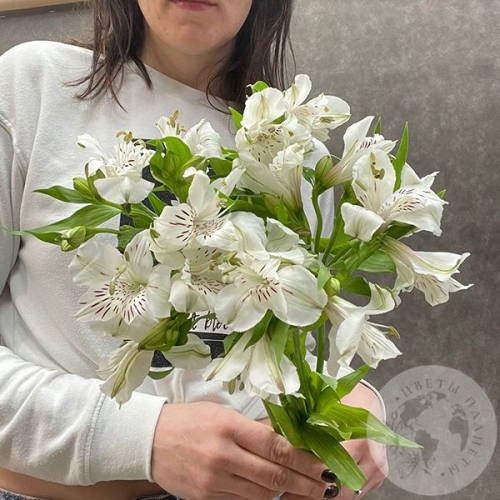 5 Альстромерий белых