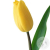 Тюльпан желтый в магазине Цветы Планеты