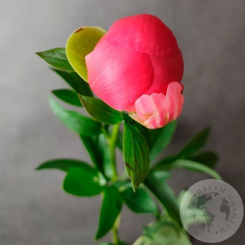 Пион коралловый в магазине Цветы Планеты