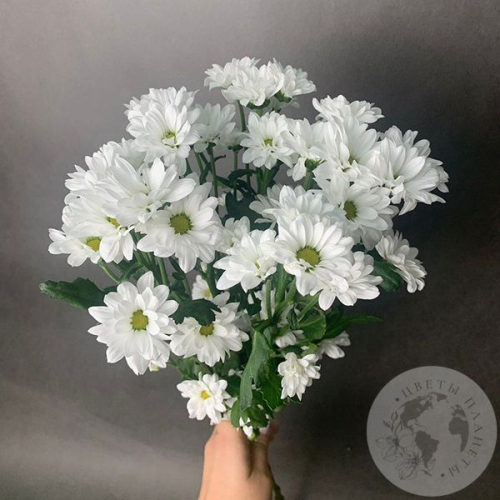 5 белых Сантини в магазине Цветы Планеты