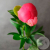 Пион коралловый Пион коралловый в магазине Цветы Планеты
