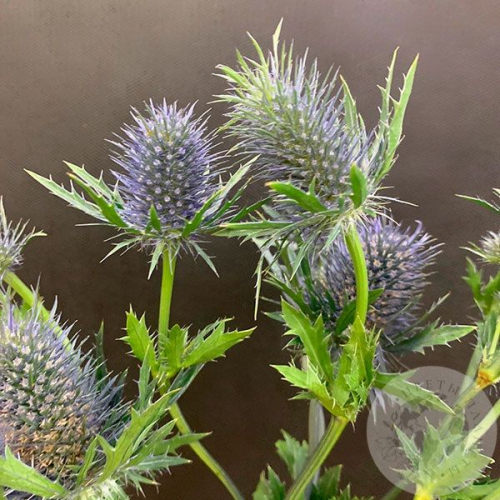 Эрингиум 3 шт. в магазине Цветы Планеты