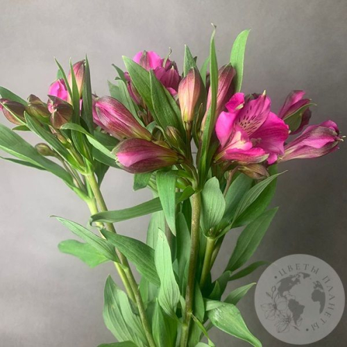 9 Альстромерий ярко-розовых