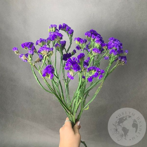 Статица синяя 5 шт. в магазине Цветы Планеты