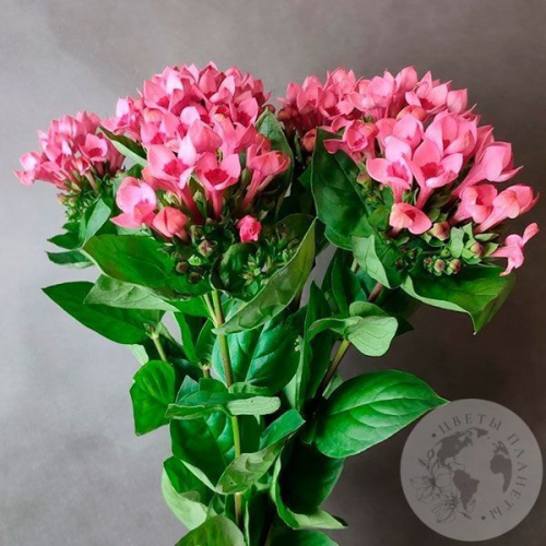 7 бувардий в магазине Цветы Планеты