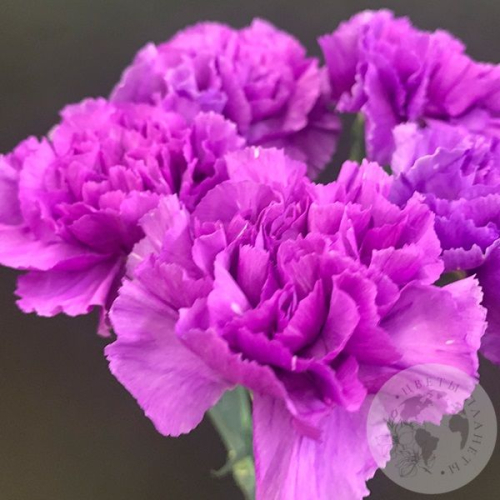 Лунная гвоздика 5 шт. в магазине Цветы Планеты